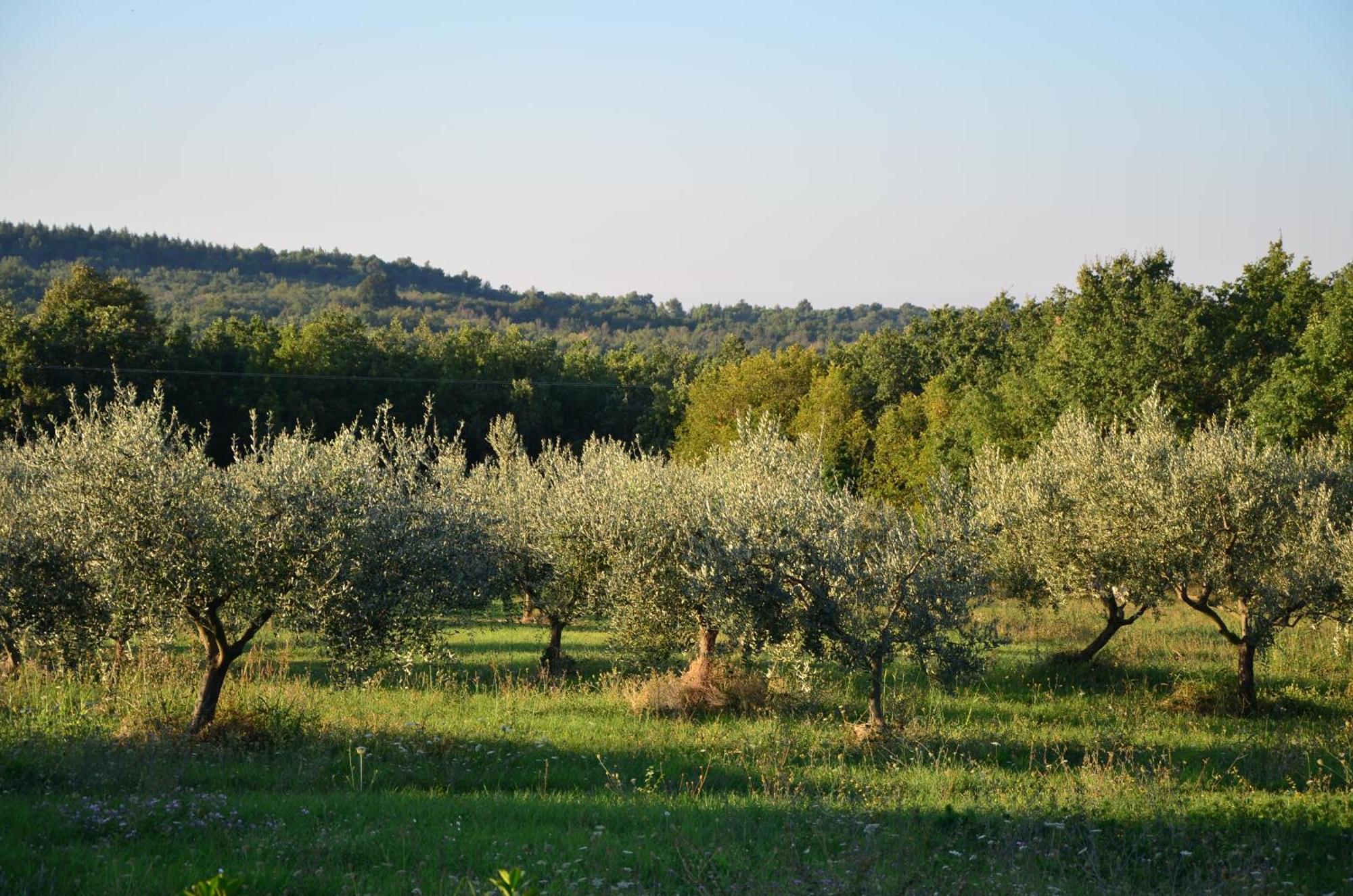 Villa Leopoldo By Istrian Country Houses Barat  エクステリア 写真